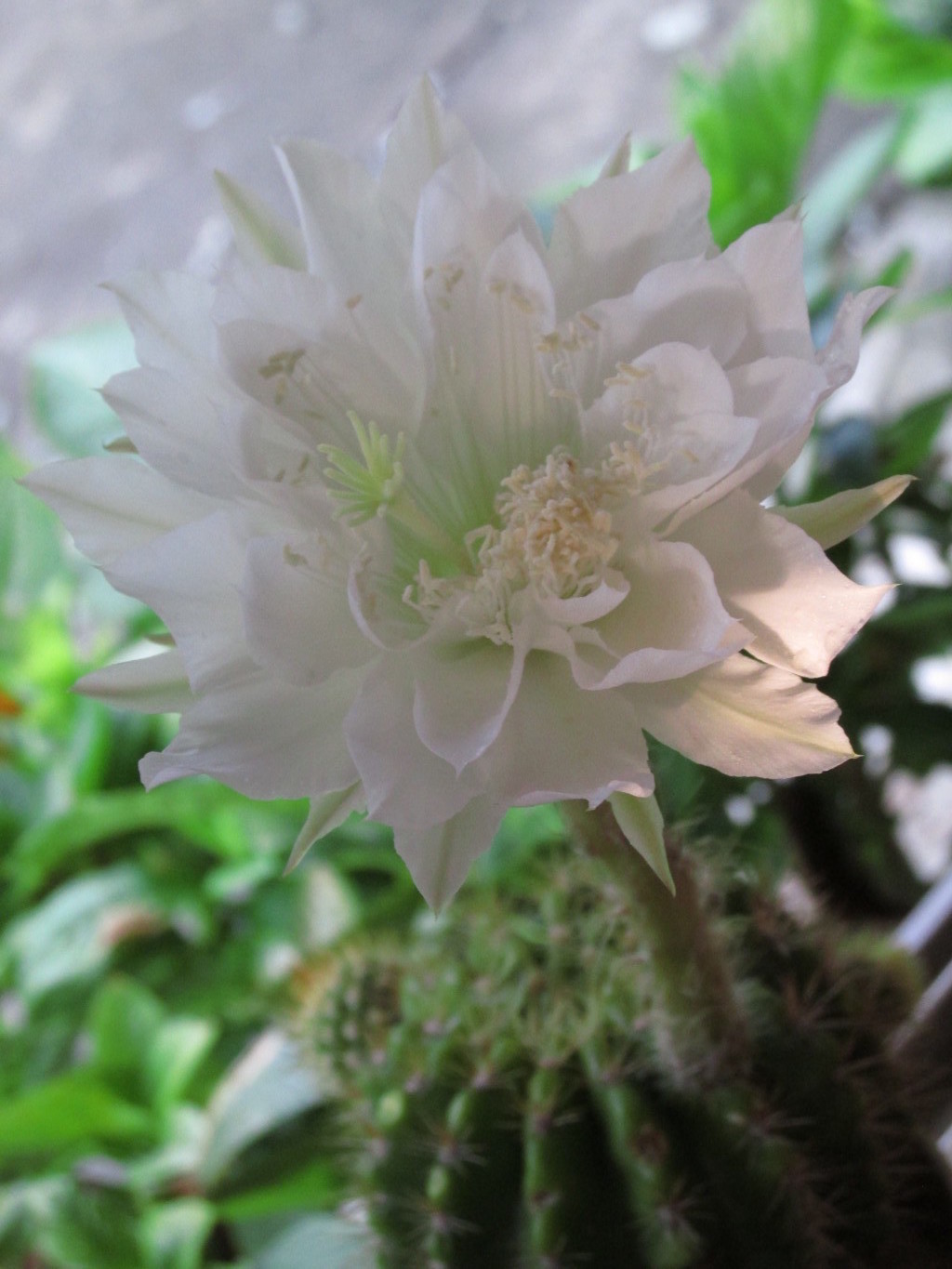 早朝に咲く