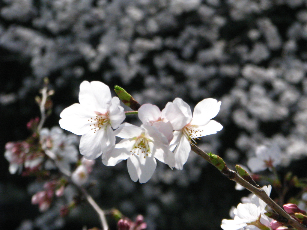 桜２
