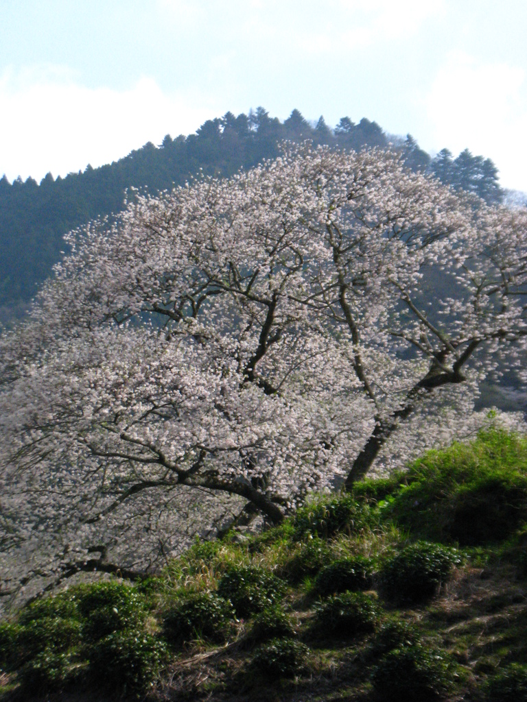 一本桜