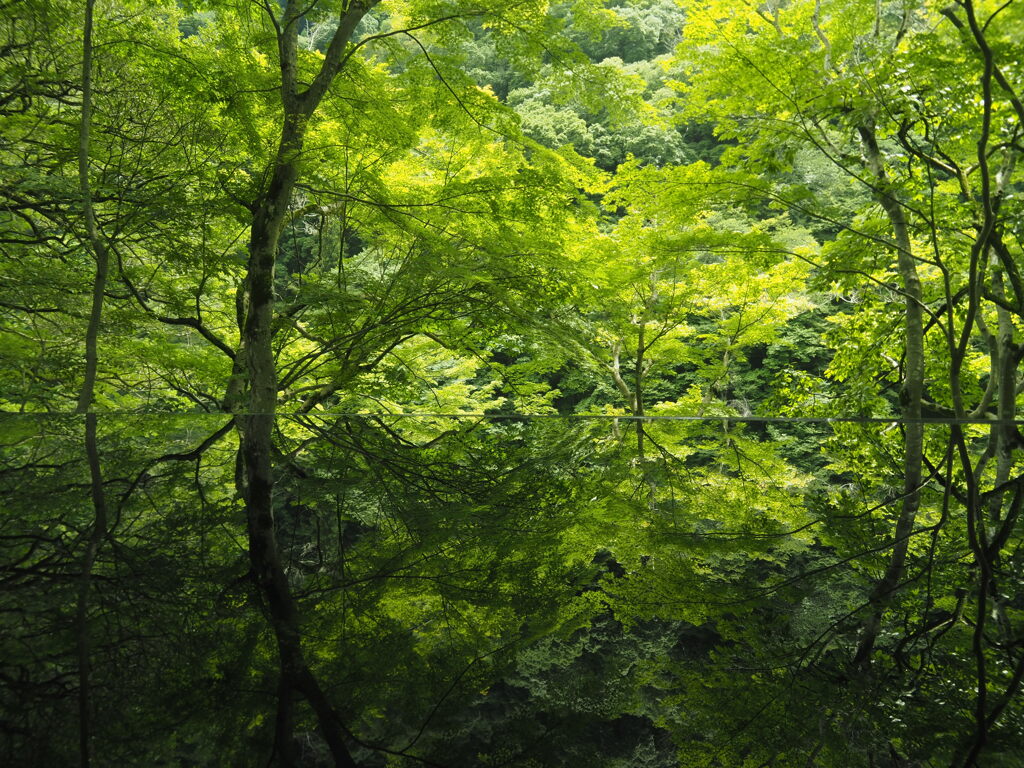 夏の緑を映して３