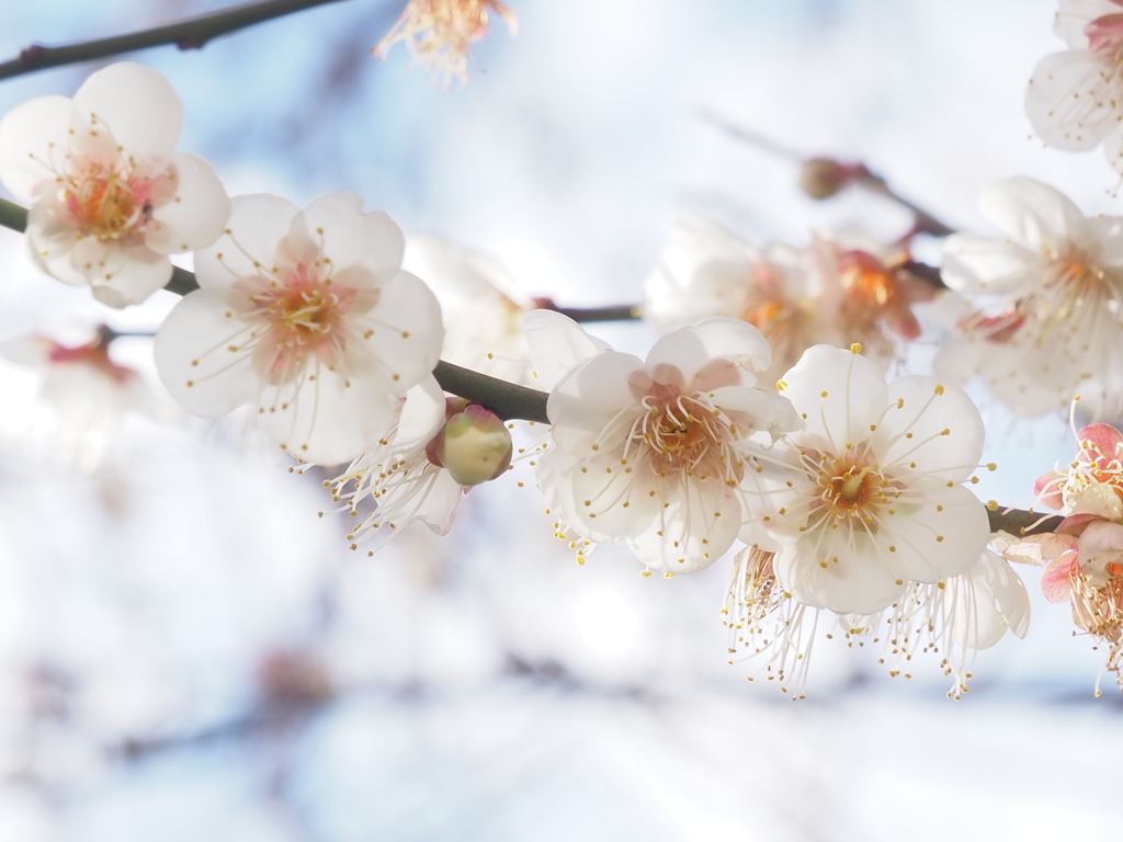 春の香り