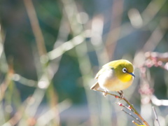 春が待ち遠しい