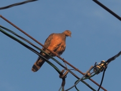 オレンジ鳩