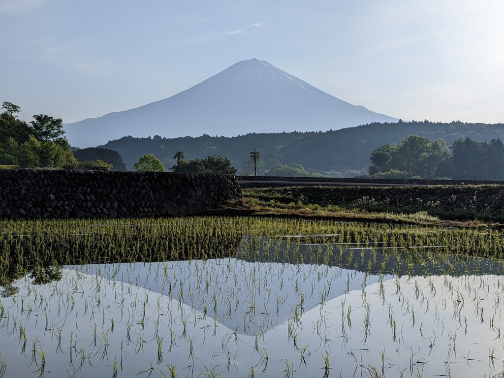 初夏の光景＜水田編＞