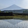 初夏の光景＜水田編＞
