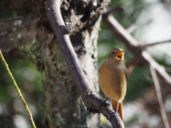 存在をアピール