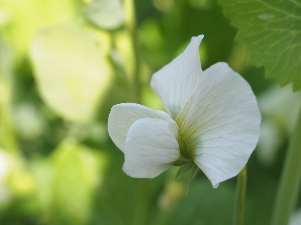 ミニ菜園