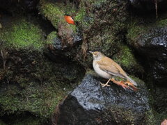 水辺に佇む