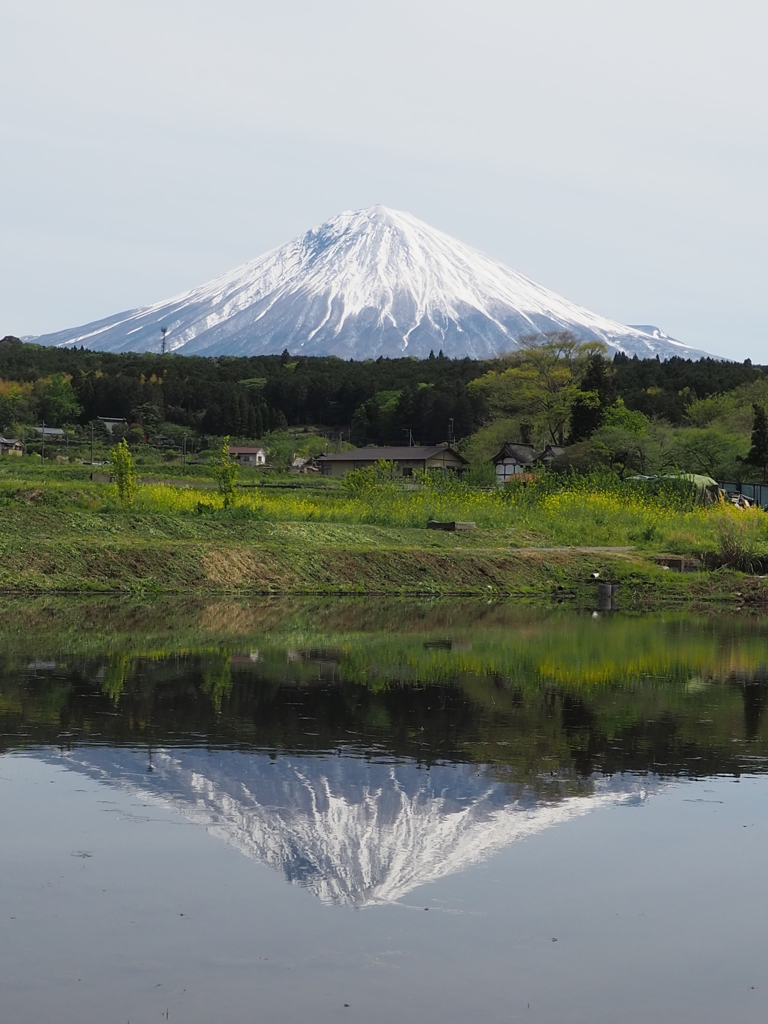 田植え前