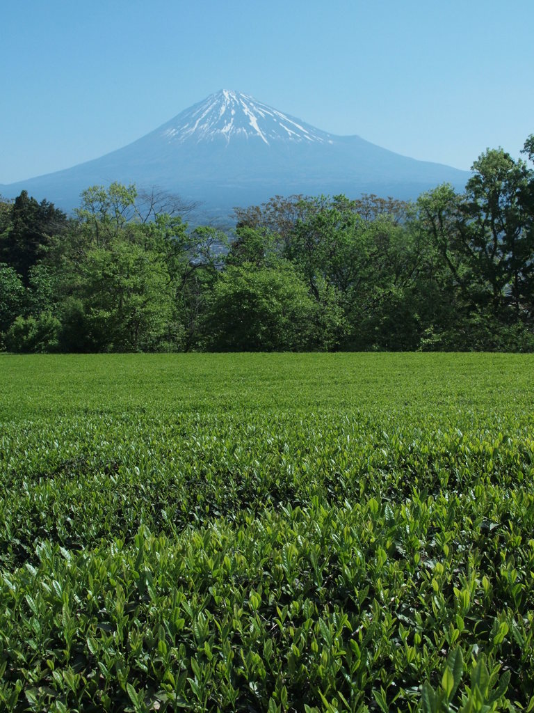 新茶の頃