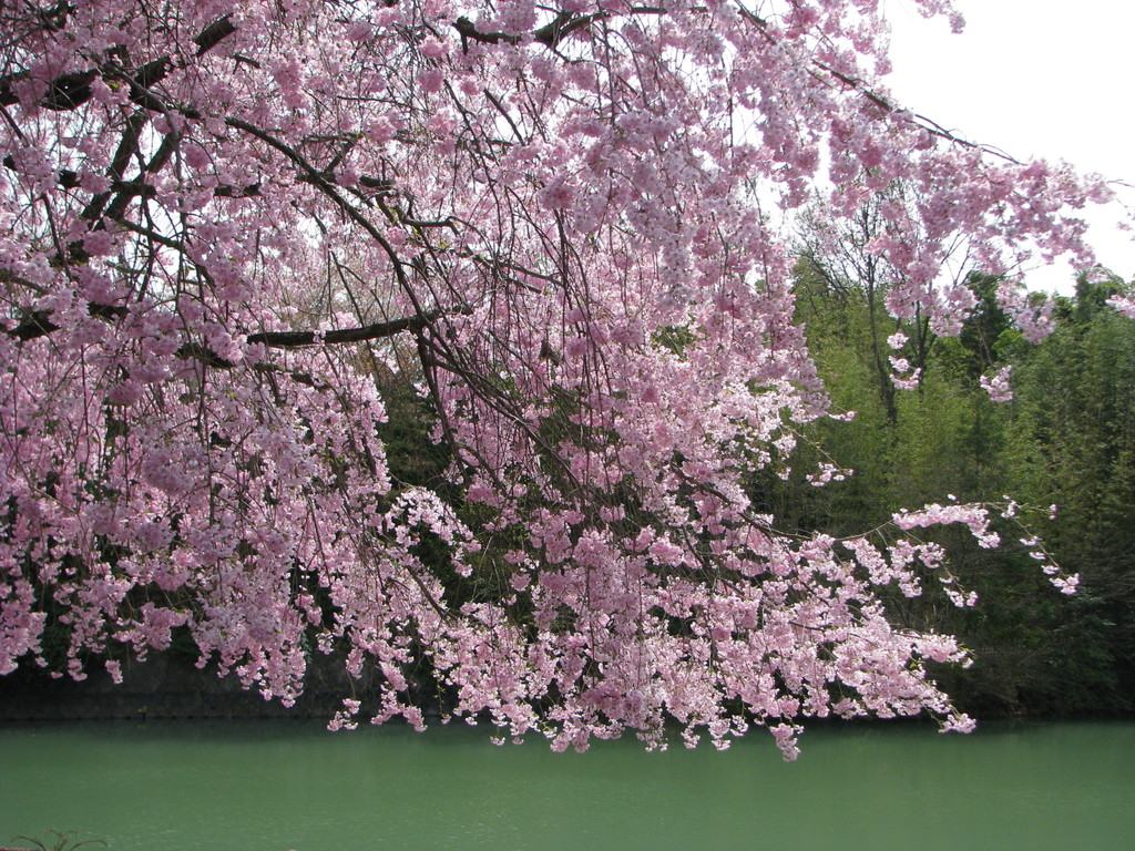 正法寺