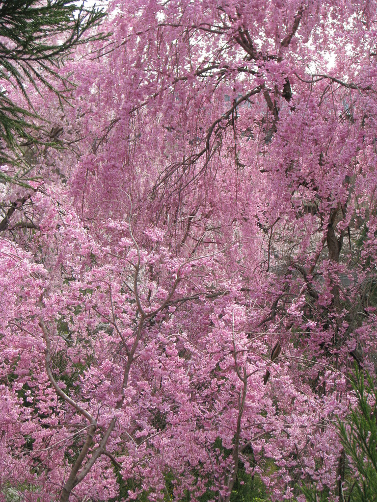 原谷苑の桜１