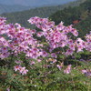 咲き揃う