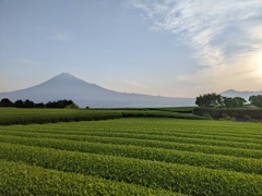 初夏の光景＜茶畑編＞