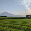 初夏の光景＜茶畑編＞