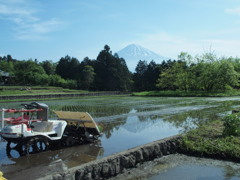 田植えの日