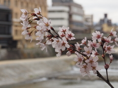 川べりに咲く