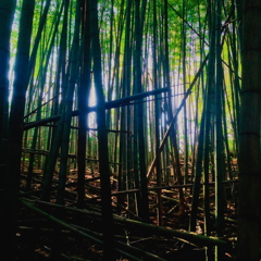 End of a Bamboo Field