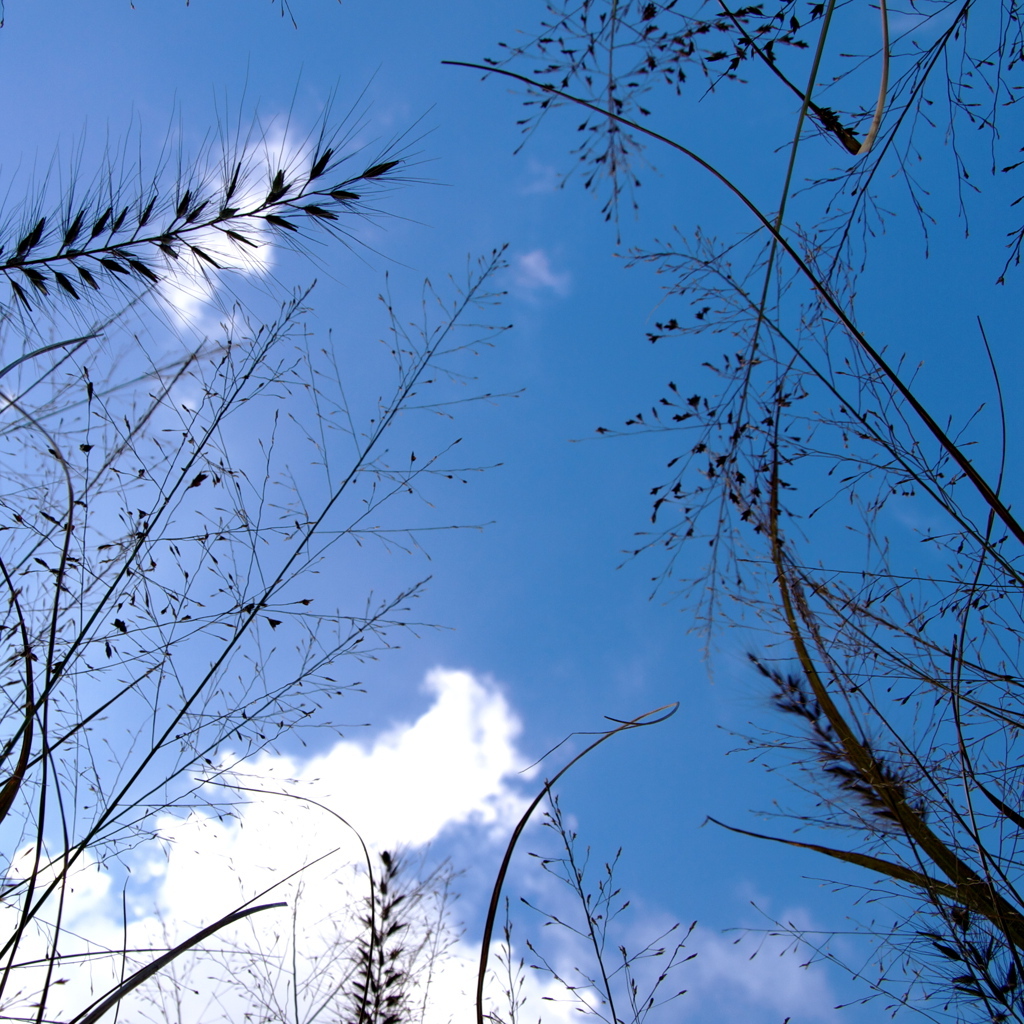 秋の虫の空