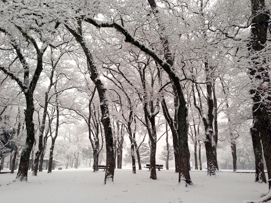 雪の朝