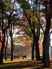 image of Autumn