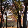 image of Autumn