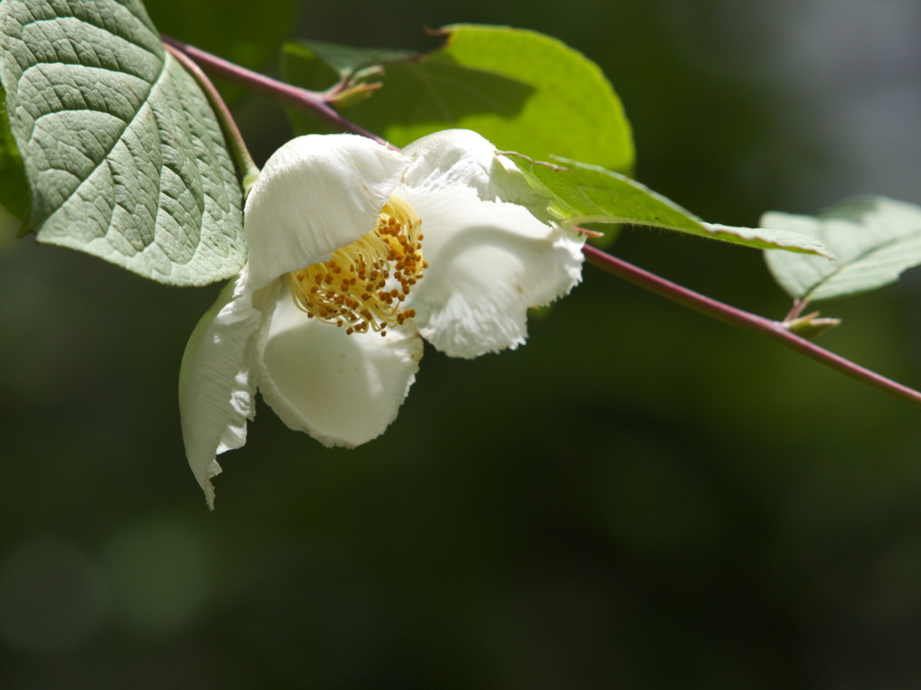 沙羅双樹の花の色