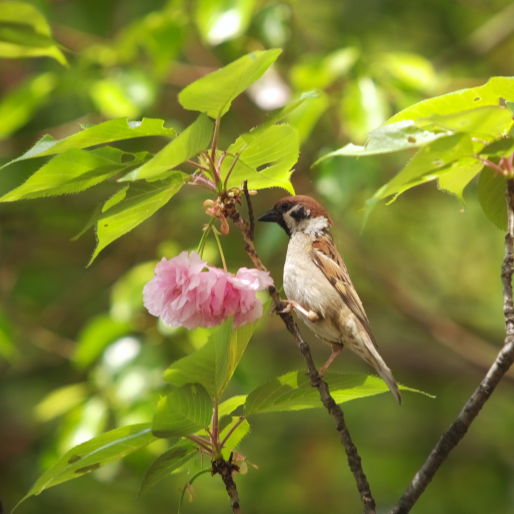 八重桜と…