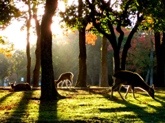 Three deer silhouettes