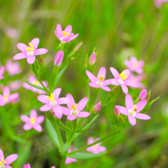 Merry Flowers !