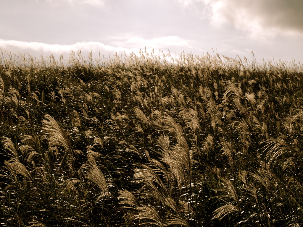 Field of nostalgia