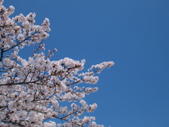 Sakura & Blue Sky