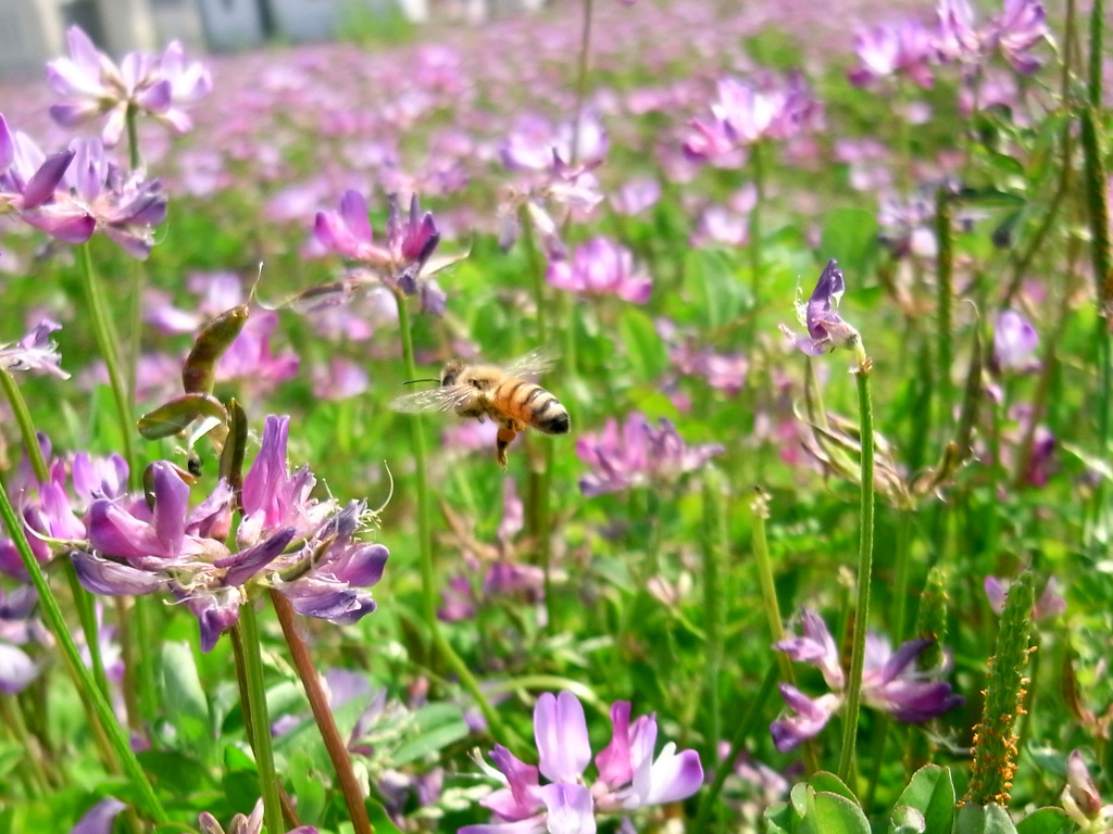 蜜蜂