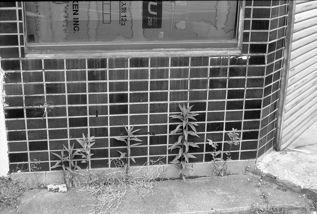 OM-1 + ZUIKO 50mm F1.8 　/　T-MAX100
