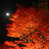 紅葉と満月
