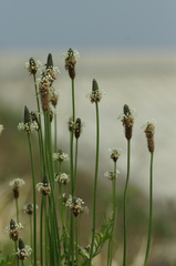 海辺に咲く花２