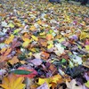 散歩道紅葉