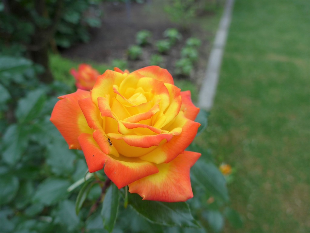 薔薇