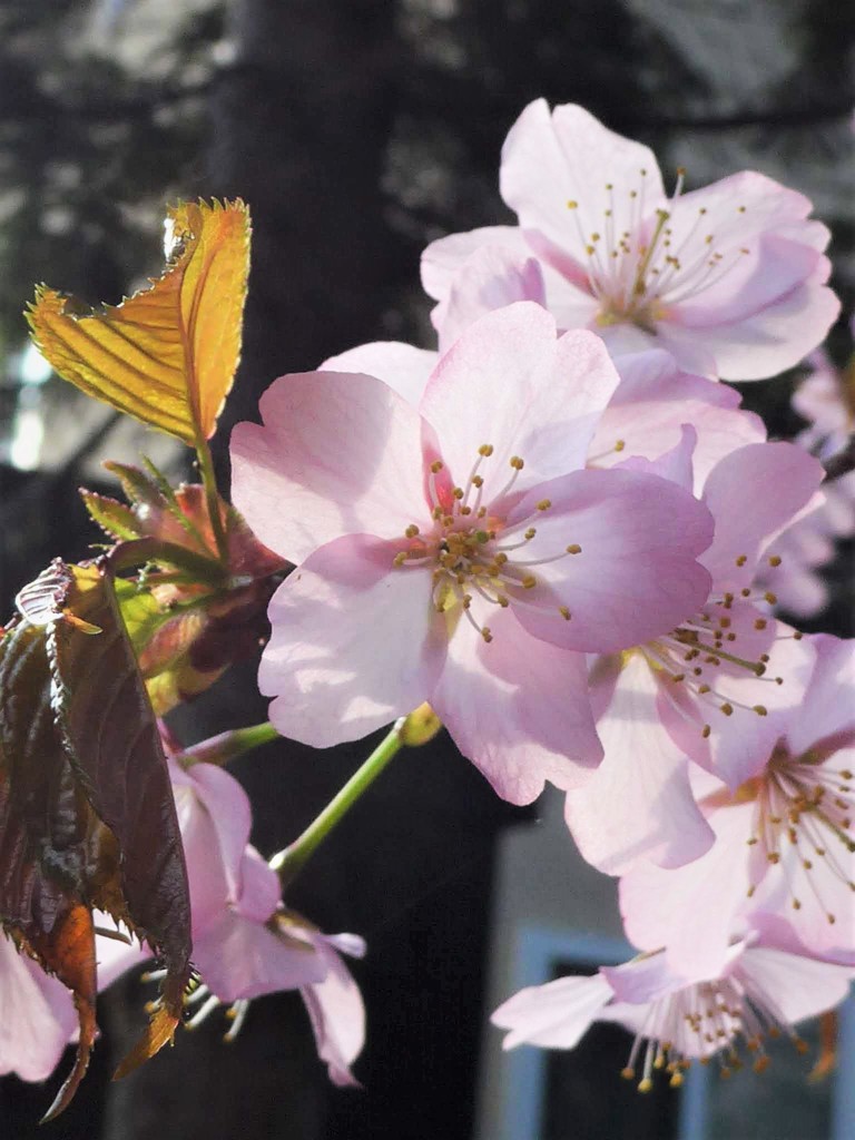 蝦夷山桜