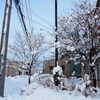 雪 の花