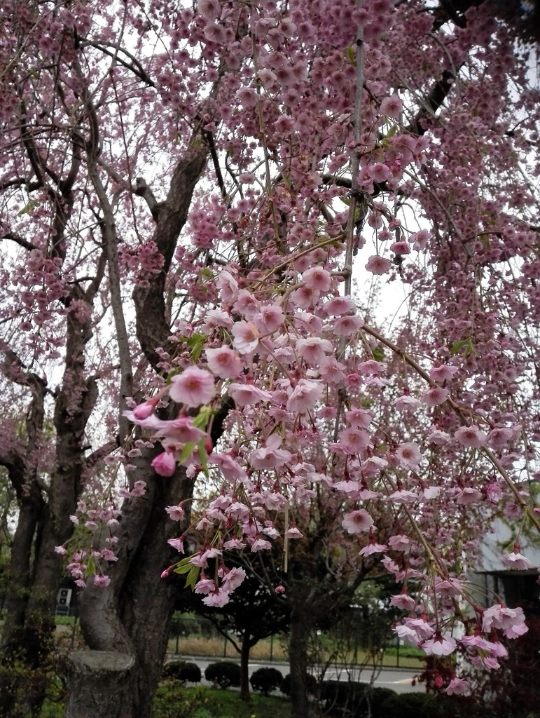 北大の枝垂桜