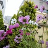 秋桜
