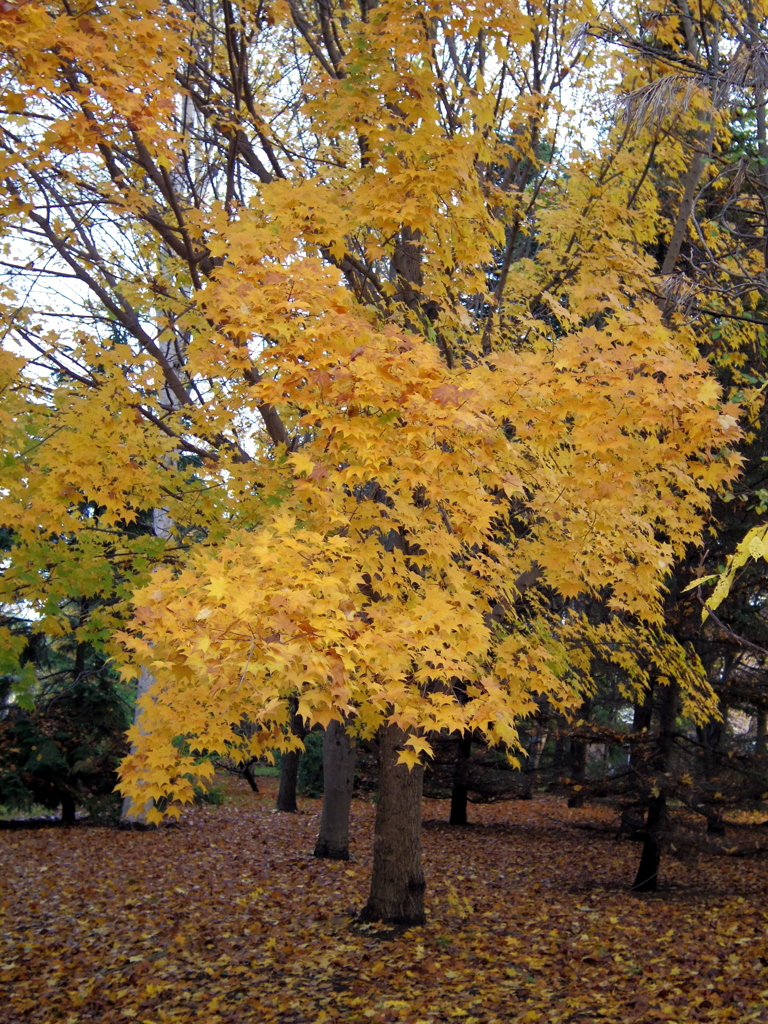 黄色の紅葉