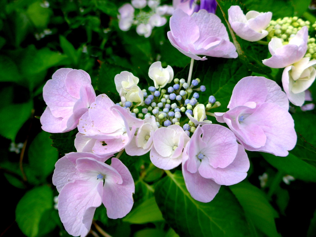 紫陽花