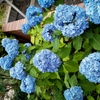 紫陽花