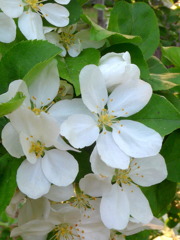 ウツギの花