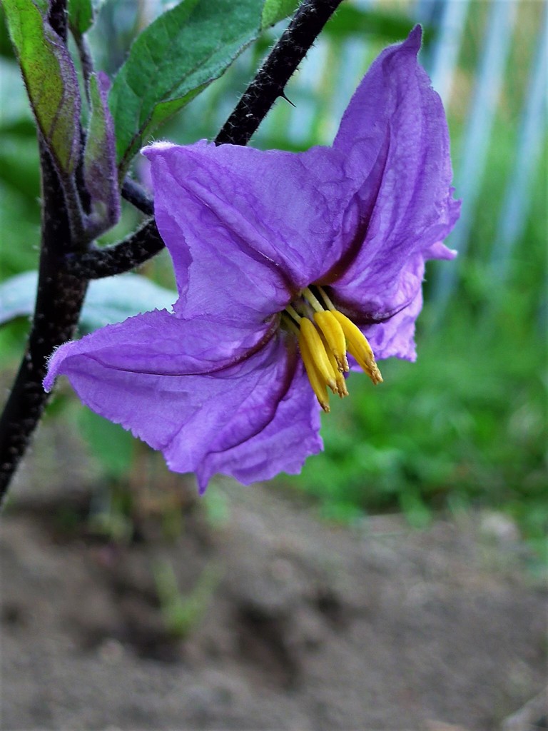 ナスビの花