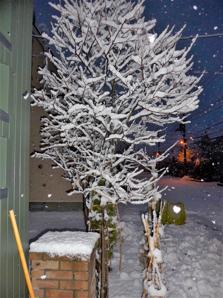 雪の花