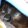 輝き