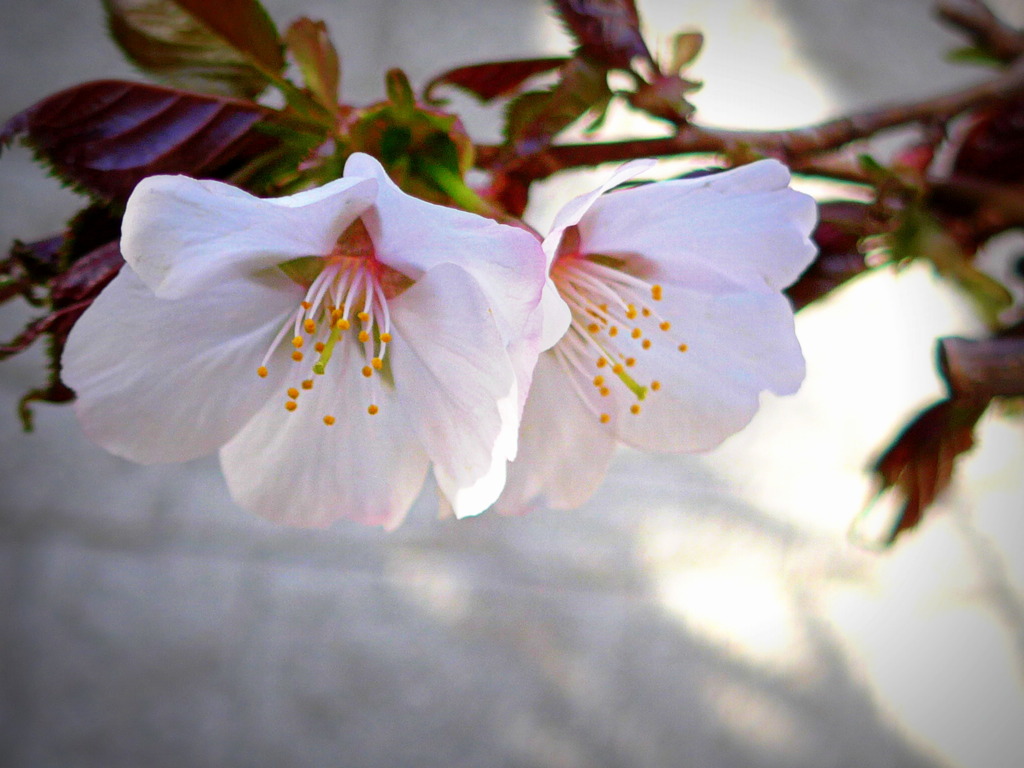千島桜